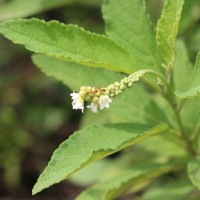 Varronia curassavica Jacq.